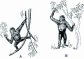 Oreopithecus: altri disegni (Contributo di Walter Scapigliati)