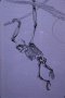Oreopithecus: brachiazione. (Contributo di Walter Scapigliati)