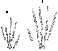 La mano dell'Oreopithecus Bambolii di Baccinello (Contributo di Walter Scapigliati)