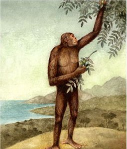 L'oreopithecus nel suo habitat (Contributo di Walter Scapigliati) 