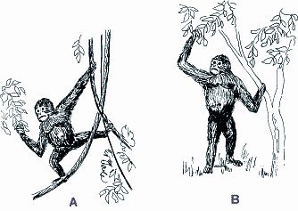L'oreopithecus nel suo habitat (Contributo di Walter Scapigliati) 