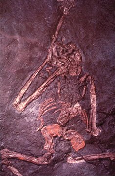 Resti fossili di oreopithecus (Contributo di Walter Scapigliati) 